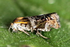 Tebenna bjerkandrella