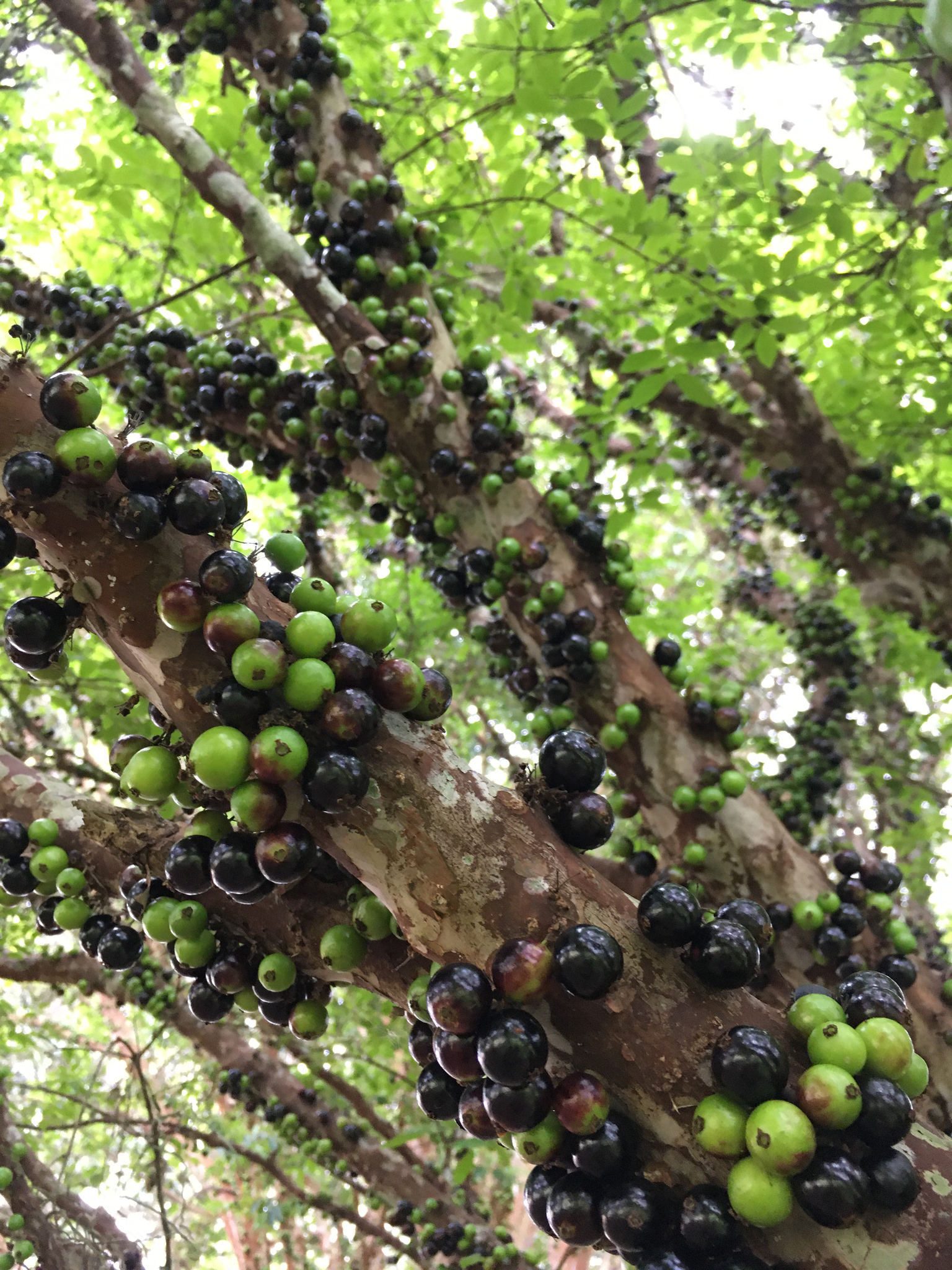 Jaboticaba (Plinia cauliflora) · iNaturalist