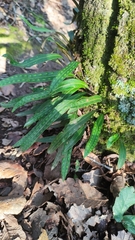 Pleopeltis polylepis