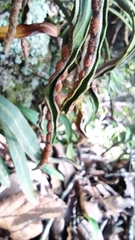 Pleopeltis polylepis