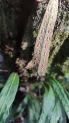 Pleopeltis polylepis