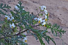 Solanum sisymbriifolium