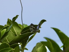 Tajuria maculata
