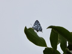 Tajuria maculata