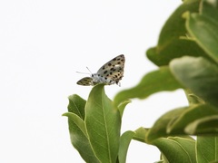 Tajuria maculata