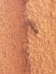 Lepidoptera