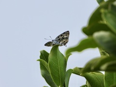 Tajuria maculata