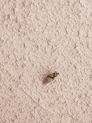 Lepidoptera