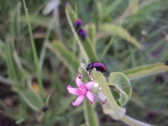 Freudeita cupripennis