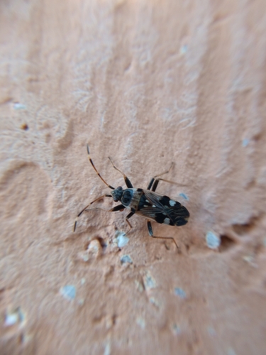 Coastal groundbug photo 5
