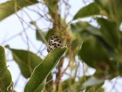 Tajuria maculata