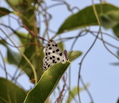 Tajuria maculata