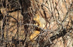 Sciurus niger