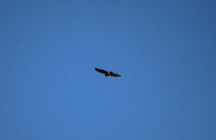 Buteo jamaicensis