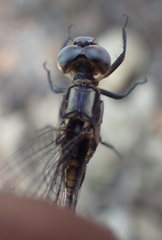 Orthetrum machadoi