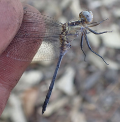 Orthetrum machadoi