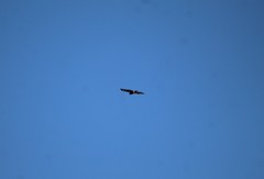 Buteo jamaicensis
