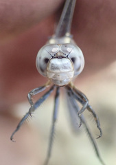 Orthetrum machadoi