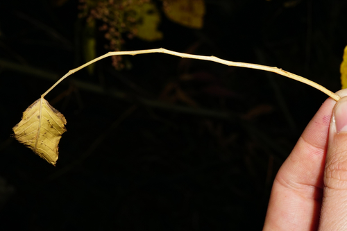 Sorbaria sorbifolia