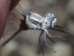 Orthetrum machadoi