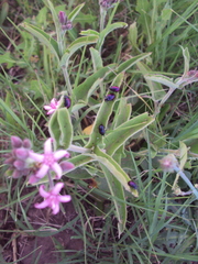 Freudeita cupripennis