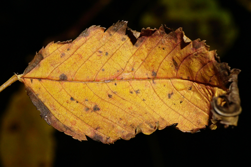 Sorbaria sorbifolia