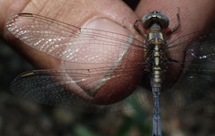 Orthetrum machadoi