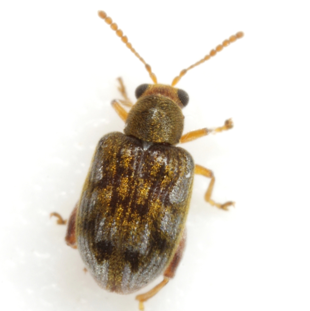 Pseudolampsis