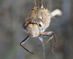 Orthetrum robustum
