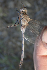 Orthetrum robustum