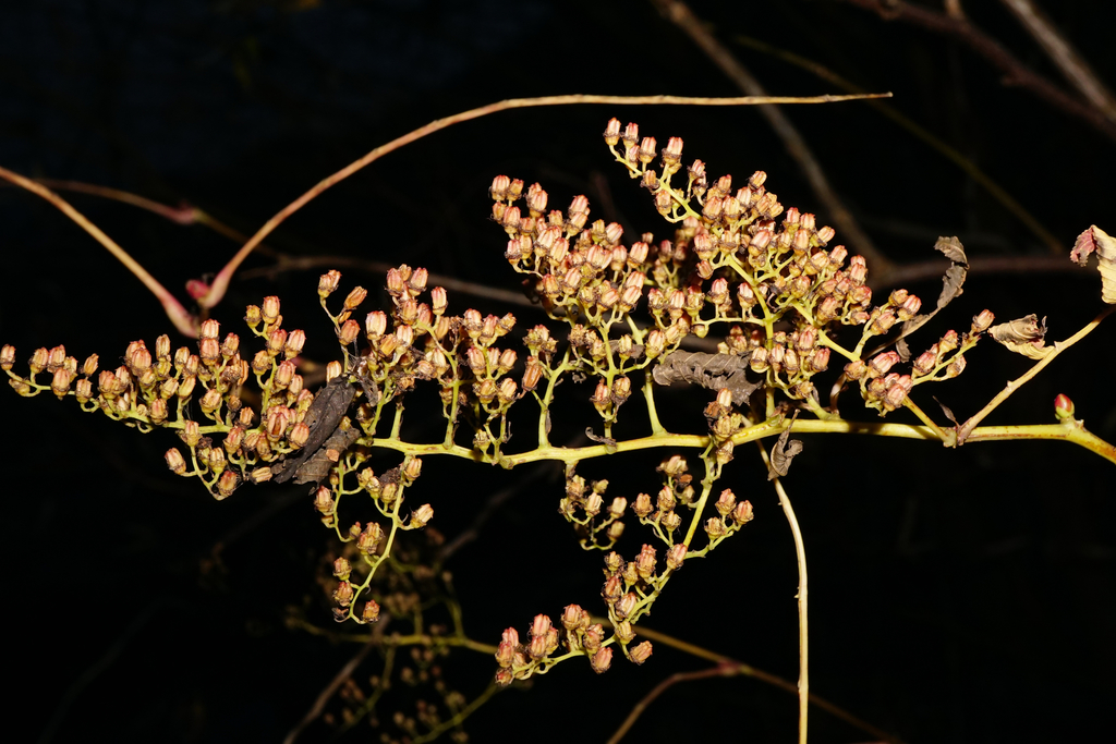 Sorbaria sorbifolia, Frohnleiten, ST, Österreich