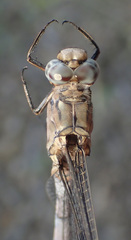 Orthetrum robustum