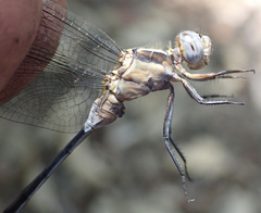 Orthetrum machadoi