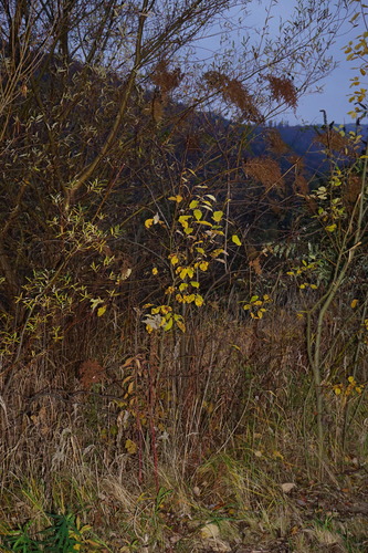 Sorbaria sorbifolia