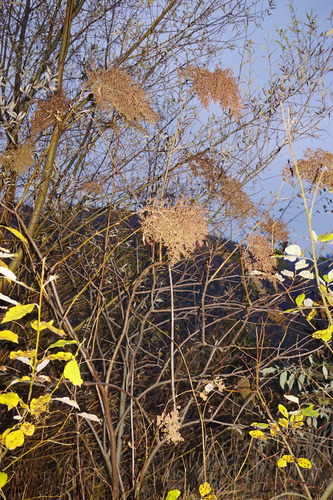 Sorbaria sorbifolia