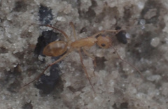 Camponotus mystaceus