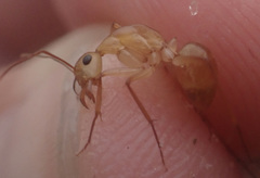 Camponotus mystaceus
