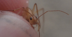 Camponotus mystaceus