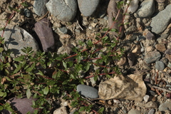 Thymus proximus