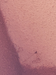 Pholcidae