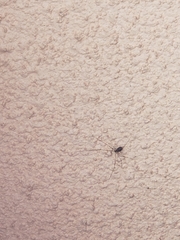 Pholcidae
