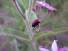 Freudeita cupripennis