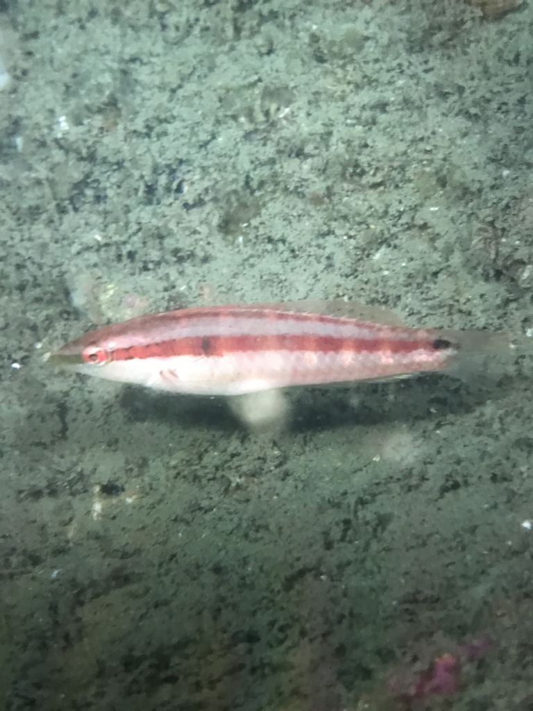 Slender Wrasse