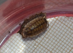 Porcellio monticola