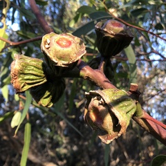 Eucalyptus erythrocorys