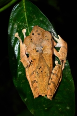 Polypedates pseudotilophus