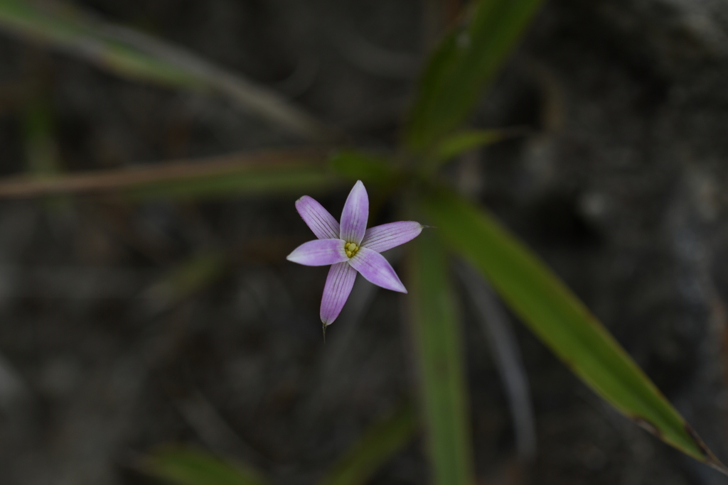 Barbaceniopsis