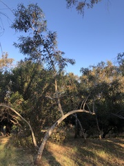 Eucalyptus erythrocorys