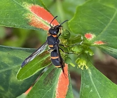 Ancistrocerus haematodes