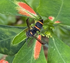 Ancistrocerus haematodes